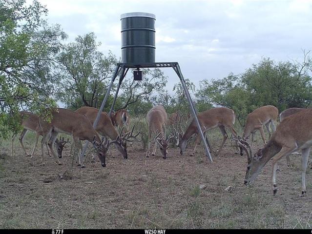 Land for sale in Coleman, Texas