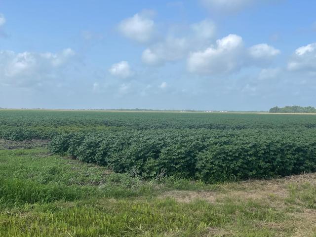 Land for sale in Beasley