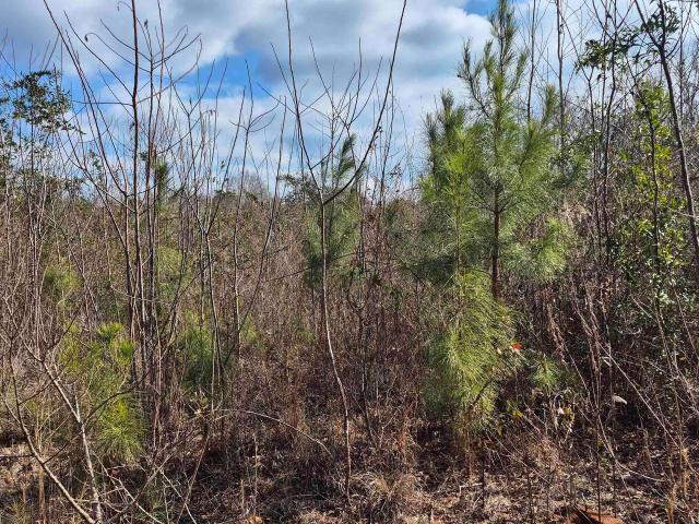 Land for sale in Castleberry, Alabama