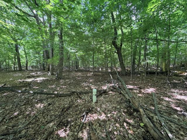Land for sale in Avon, Minnesota