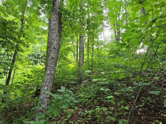 Land for sale in Haywood, North Carolina
