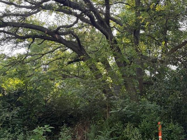 Land for sale in Henderson, Texas