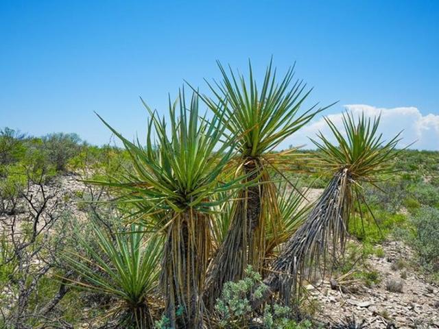 Farm for sale in Texas