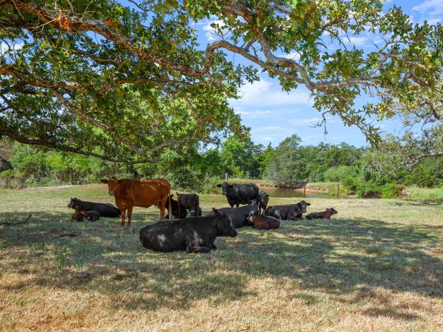 Land for sale in Paige, Texas