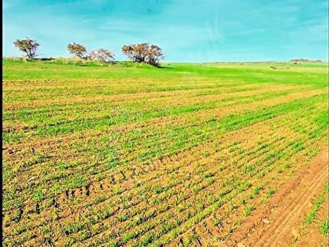 Büyünlü, Lalapaşa içerisinde satılık Arsa