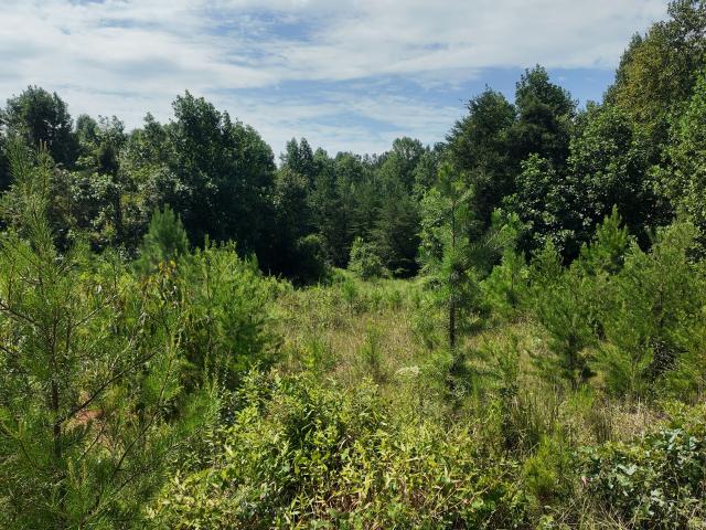 Land for sale in Mount Airy, Georgia