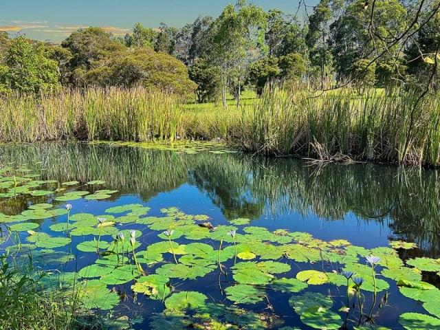Land for sale in Cedar Party, New South Wales