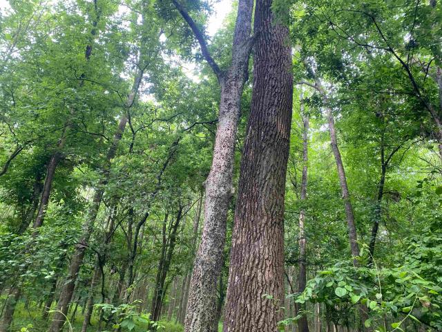Land for sale in Ark