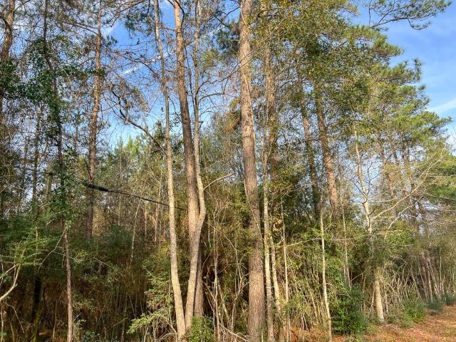 Land for sale in Saratoga, Texas