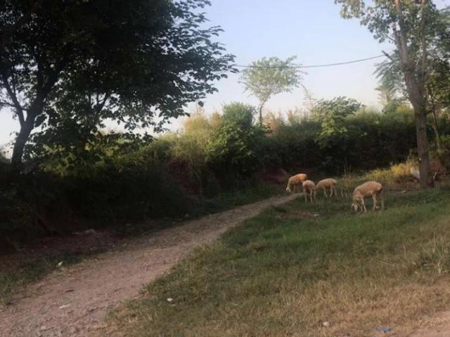 Land for rent in Islamabad