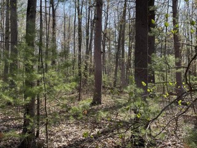 Land for sale in Topinabee, Michigan
