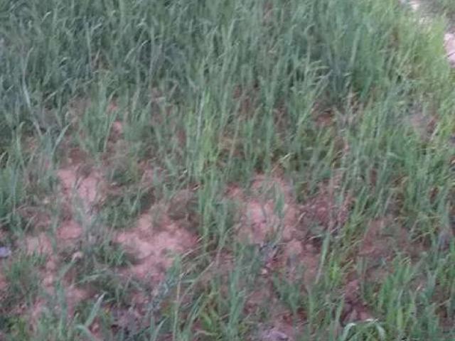 Land for sale in Swabi, North West Frontier Province