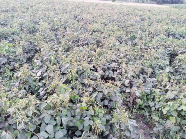 Land for sale in Khanewal, Islamabad Capital Territory
