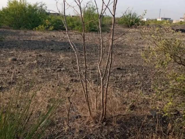 Land for sale in Nowshera, North West Frontier Province