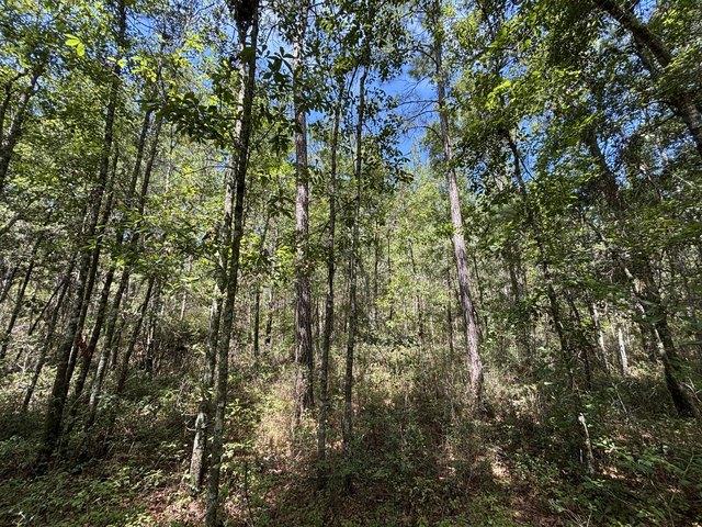 Land for sale in Cottageville, Colleton County