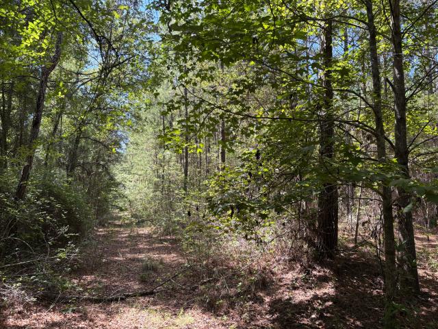 Land for sale in Cottageville, Colleton County
