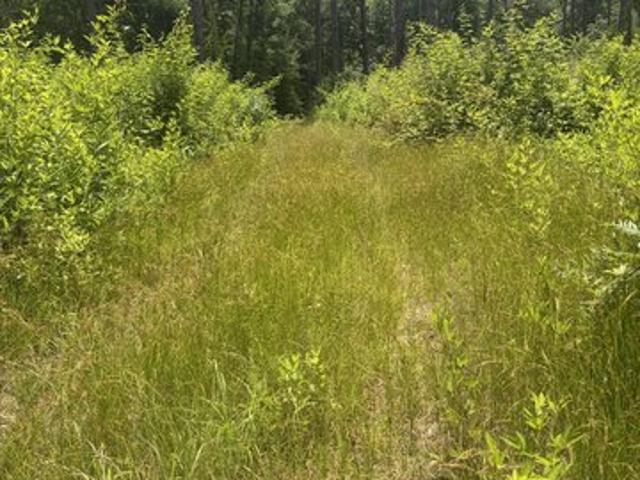 Land for sale in Davisboro, Georgia