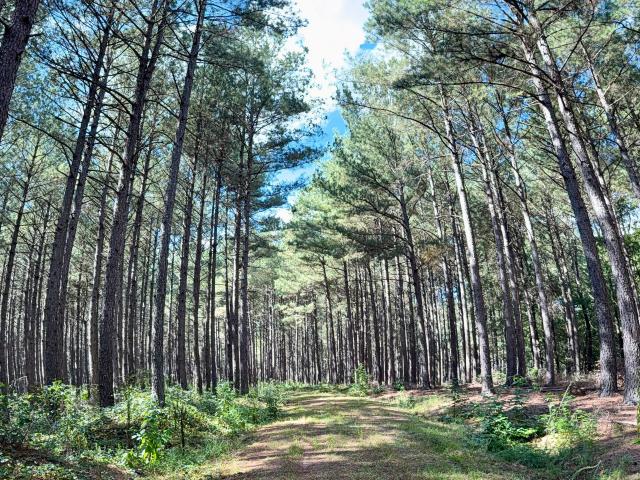 Land for sale in Commerce, Georgia