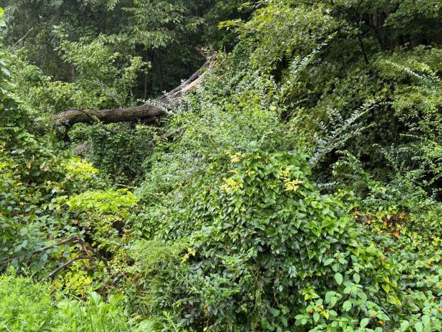 Land for sale in Tennessee