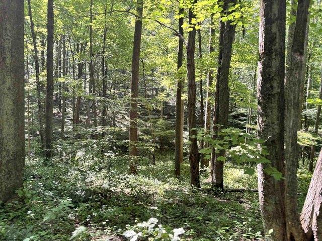 Farm for sale in Belington, West Virginia