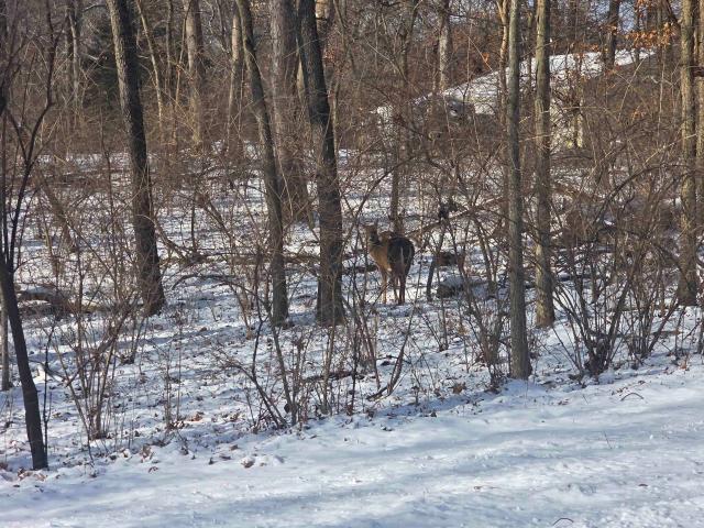 Land for sale in Illinois
