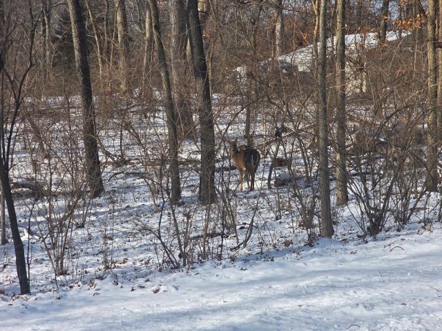 Land for sale in Dixon, Illinois