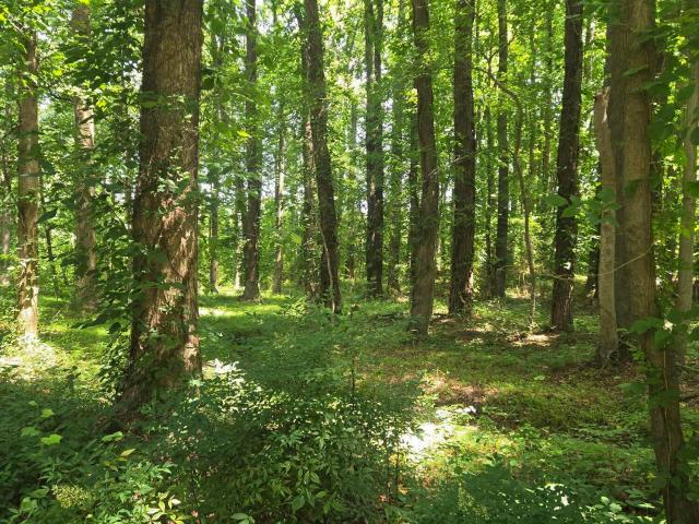 Land for sale in Holly Springs, North Carolina