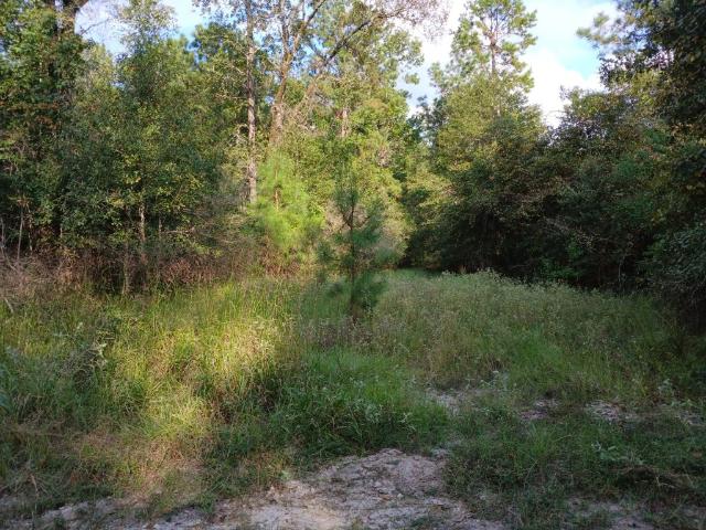 Land for sale in Groveton, Texas