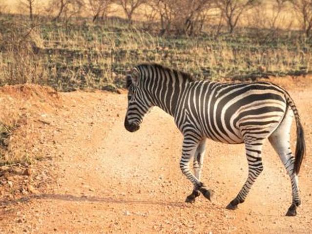 Land for sale in Groblersdal, Limpopo