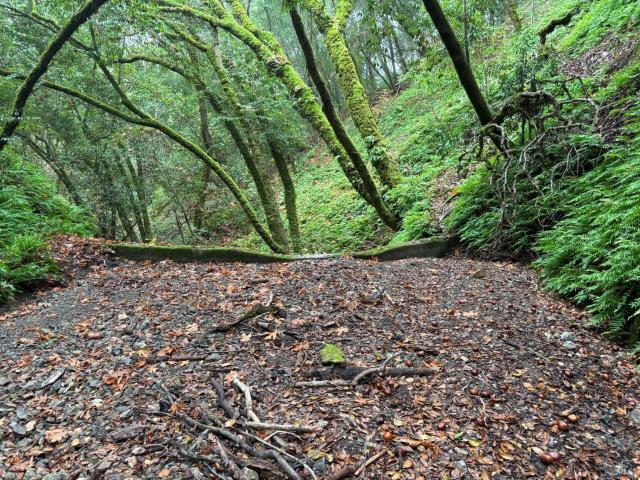 Land for sale in Forestville, California