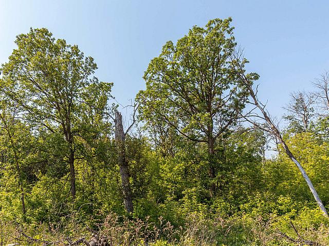 Land for sale in Grey, Ontario
