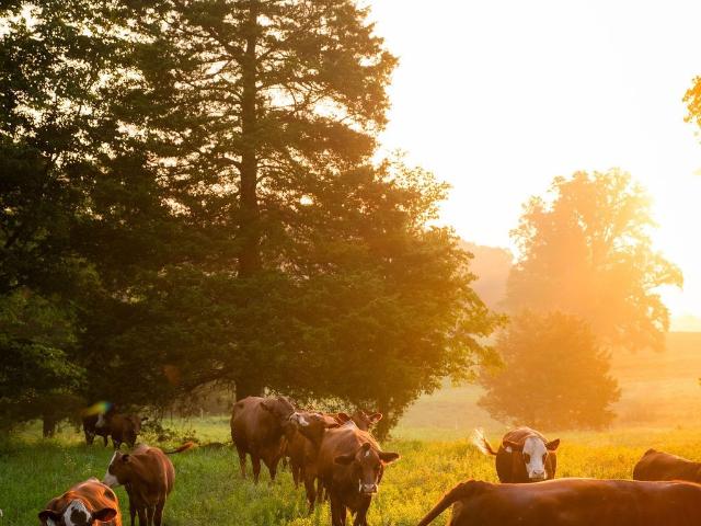 Farm for sale in Tennessee