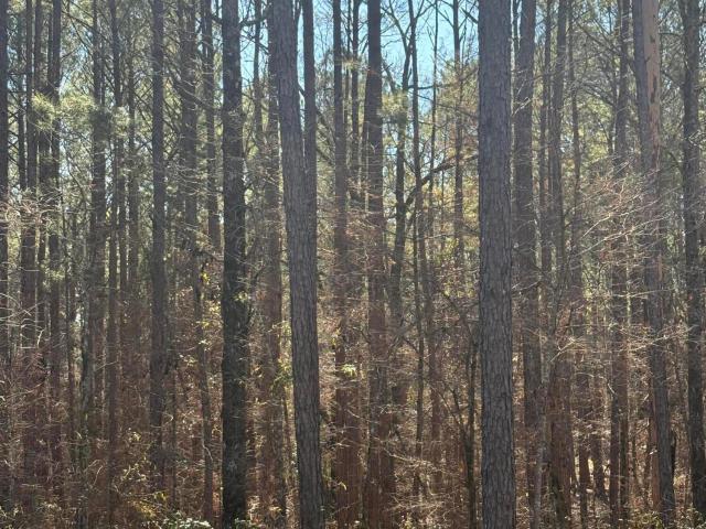 Land for sale in Kosciusko, Mississippi