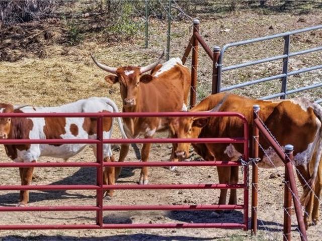 Land for sale in Fischer, Texas