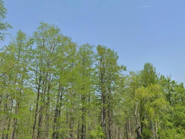 Land for sale in Olar, South Carolina
