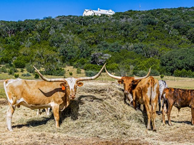 Farm for sale in Medina, Bandera County