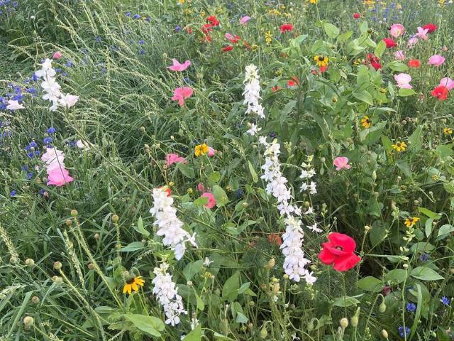 Land for sale in Charlotte, Iowa