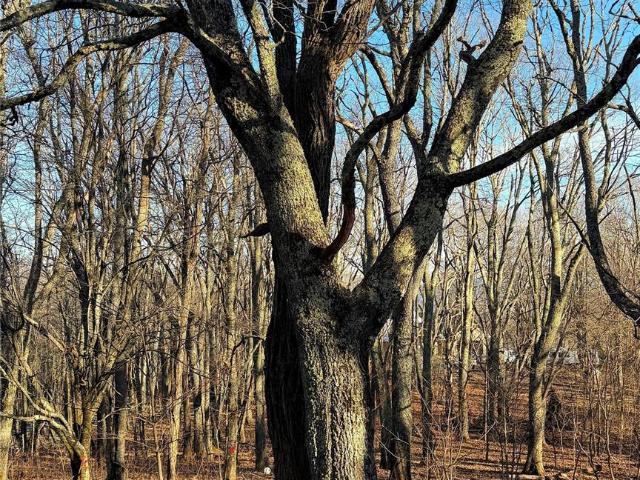 Land for sale in Waynesville, Haywood County