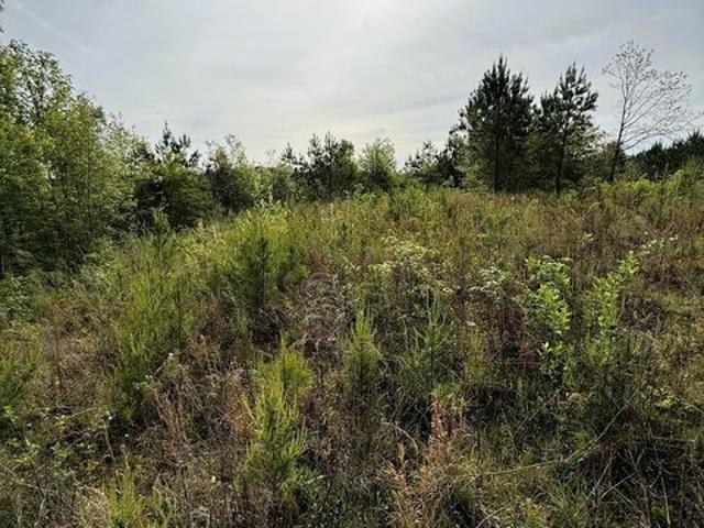 Land for sale in Warrior, Alabama