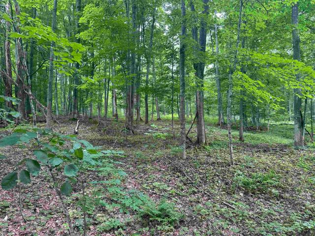 Land for sale in Maple City, Michigan