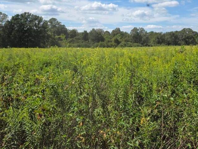 Land for sale in Osyka, Pike County