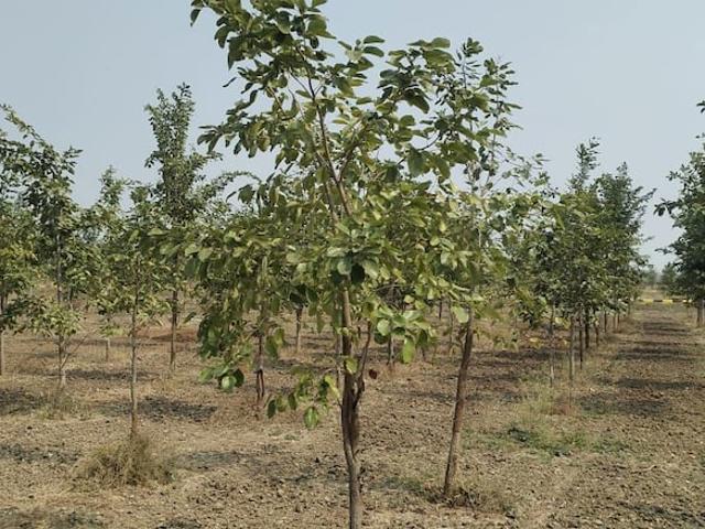 Land for sale in Zirakpur, Punjab