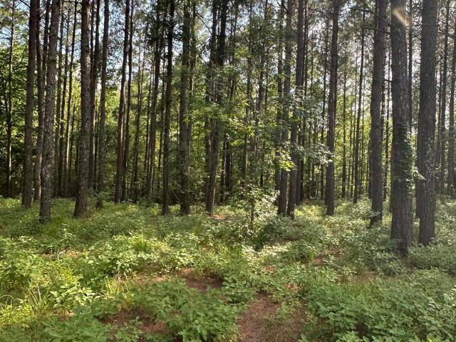 Land for sale in Edenton, North Carolina