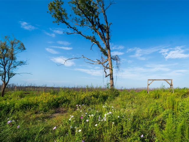 Land for sale in Jasper, Texas