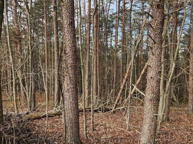 Land for sale in Little Orleans, Maryland