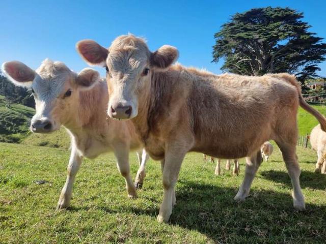 Property for sale in Waiuku