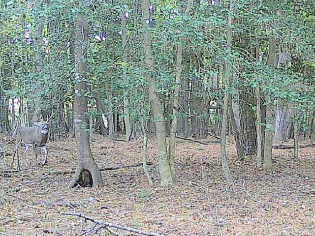 Land for sale in Virginia