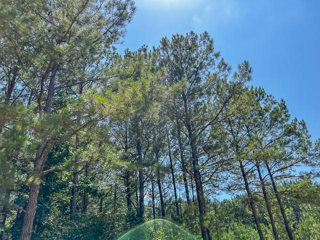 Land for sale in Zavalla, Texas