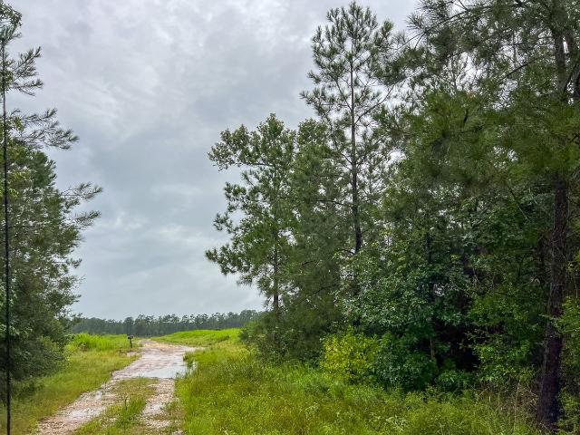 Land for sale in Polk, Texas