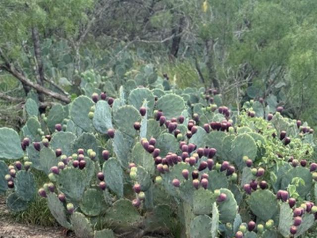 Land for sale in Jourdanton, Texas